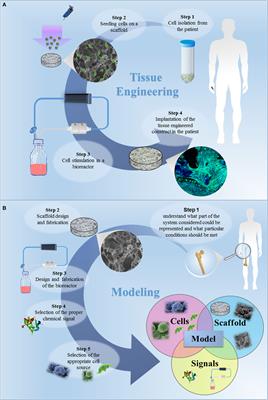 Tissue Engineering Approaches in the Design of Healthy and Pathological In Vitro Tissue Models